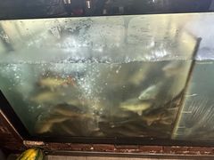 -肥鱼屯活鱼锅(惠工街店)