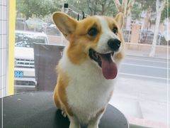 -乐嘟嘟宠物医院