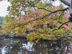 -秋霞圃