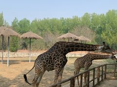 -北京野生动物园