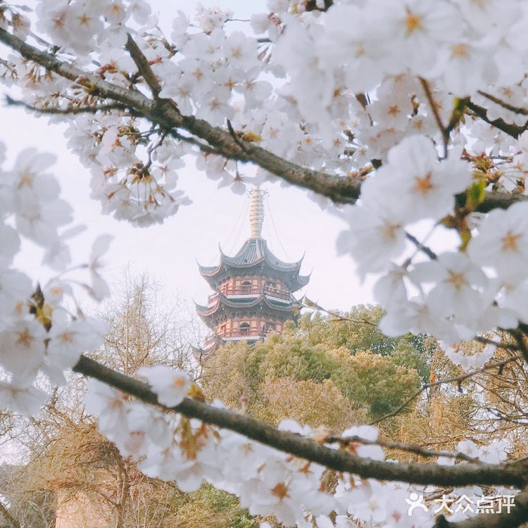 梦回金陵🌸我在樱花树下等你