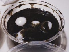 -芝麻糊世家(西华店)