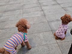 -新世界百货(明洞总店)