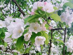 -海棠花溪(元大都城垣遗址公园)