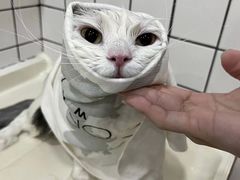 -猫大福·Fortune Cat猫舍(百子湾店)