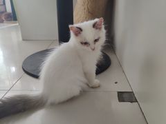 -平行世界·猫咖(首经贸店)