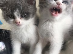 -70cat德文卷毛猫·缅因猫纯种猫舍