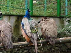-藏龙百瀑风景区