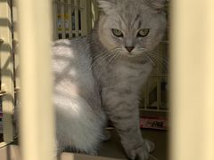 -乐琪宠物医院·犬猫专科·骨外科·急重症
