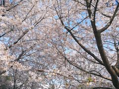 -武汉大学-樱园