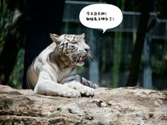 -上海野生动物园