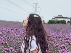 -紫颐香薰山谷景区