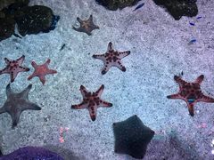 -暹罗海洋世界