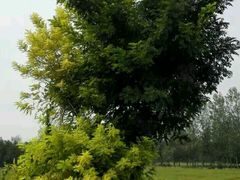 -汉长安城未央宫国家考古遗址公园