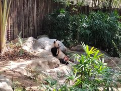 -深圳野生动物园