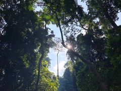 -西双版纳原始森林公园