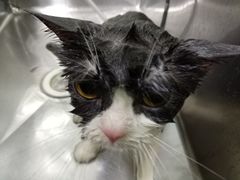 -瑞派动物医院·绝育·犬猫全科·预防医学(光景江南中店)