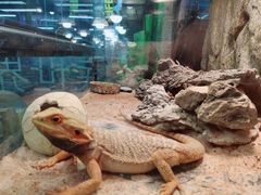 -宠物世家(仲盛世界商城店)