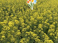 -苏州太湖西山岛开心农场