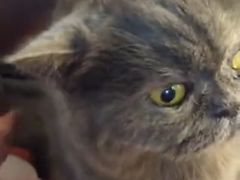 -PETKIT 小佩宠物·低压洗护·美容·寄养(安远店)