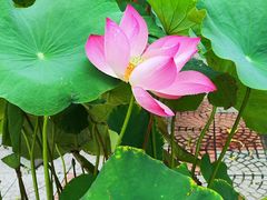 -莲花池公园