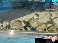 -秦皇岛野生动物园