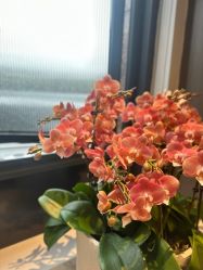 -水女人科技美肤·LDM·超清秀