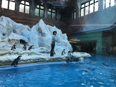 -帝企鹅自助餐厅•儿童岛•真企鹅(长隆企鹅酒店)