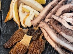 -蘑统田下·野生菌火锅