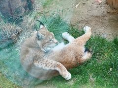 -青藏高原野生动物园