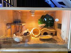 -富山日式料理(宽厚里店)