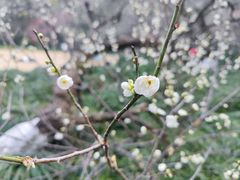 -杭州植物园