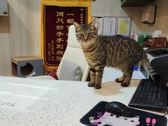-宠爱国际动物医院·消化内科·心肾内科·ISFM猫友好(望京店)