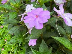 -庐山风景区花径公园