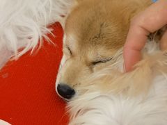 -柴犬小屋·柴餐厅·狗咖食堂(金鼎广场店)