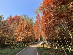 -桤木河湿地公园