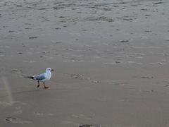 -黄金海岸