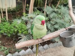 -南宫五洲植物乐园