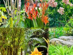 -中国科学院华南植物园