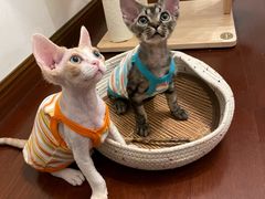 -山宅一喵德文卷毛猫舍