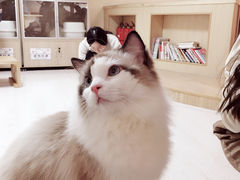 -猫和宫(六道口店)