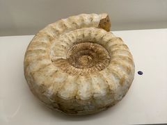 -青岛贝壳博物馆