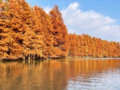 -上海海湾国家森林公园