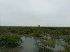 -北海金海湾红树林生态旅游区