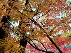 -杭州半山国家森林公园