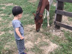 -田园东方蜜桃村的田野营地