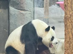 -栾川竹海野生动物园