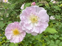 -海棠花溪(元大都城垣遗址公园)