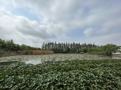 -上海长兴岛郊野公园