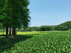 -南宁良凤江国家森林公园